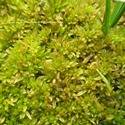 Sphagnum. Green moss.